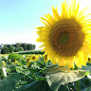 Meet your Posher, Lucy